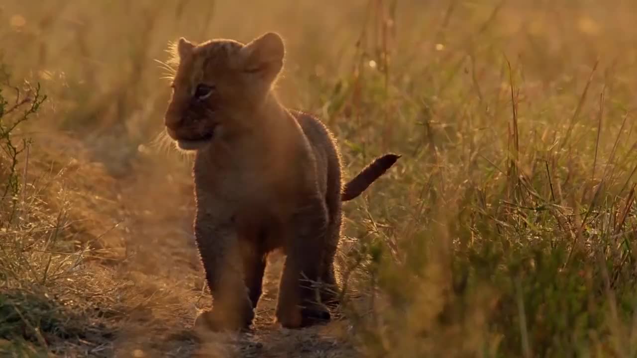 第1集： 生命初期 (1080P)