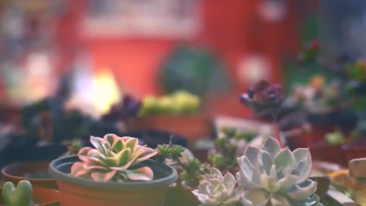 王铮亮 - 时间都去哪儿了