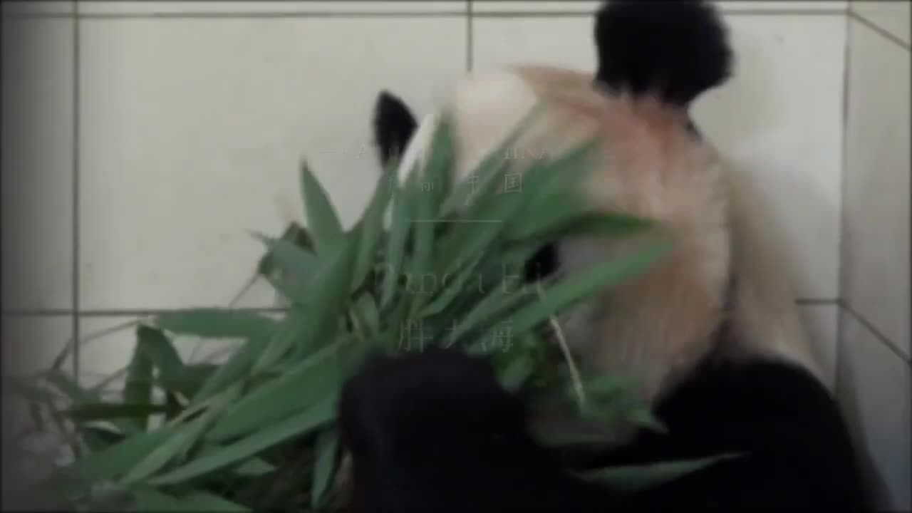 【美丽中国】《Amazing China》双语字幕绝佳英语听力素材，感受中国自然风光-p32-32.胖大海[高清版]