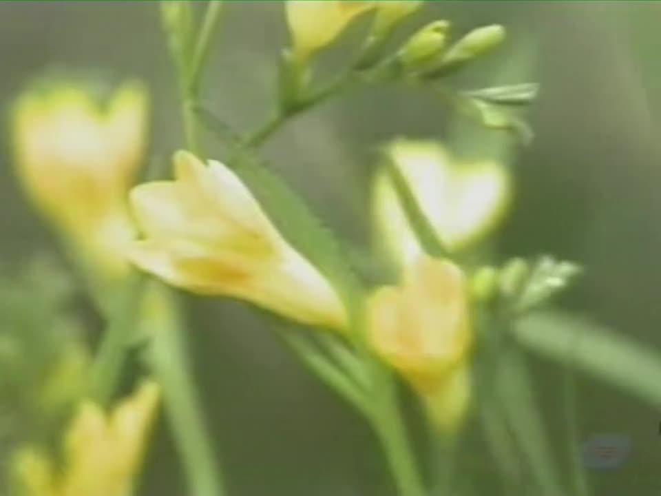 中島みゆき 1980年 TV@