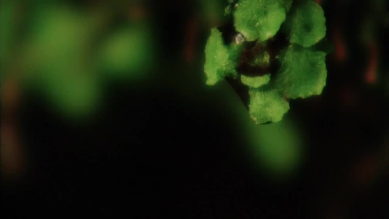 峨眉山（上）[1080P]