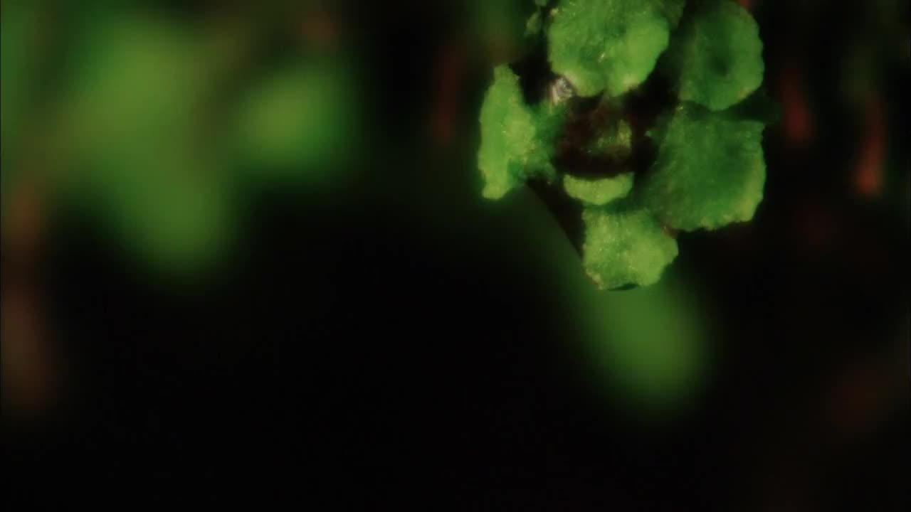 五台山（下）：普寿寺 二唐寺[1080P]