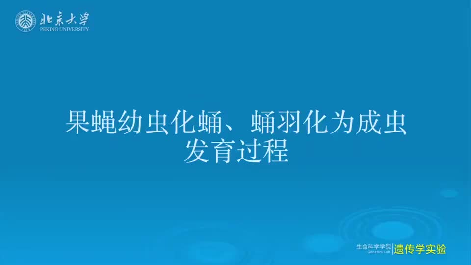 5.5.1-果蝇生活史观察(2)（幼虫到蛹到成虫的发育过程）