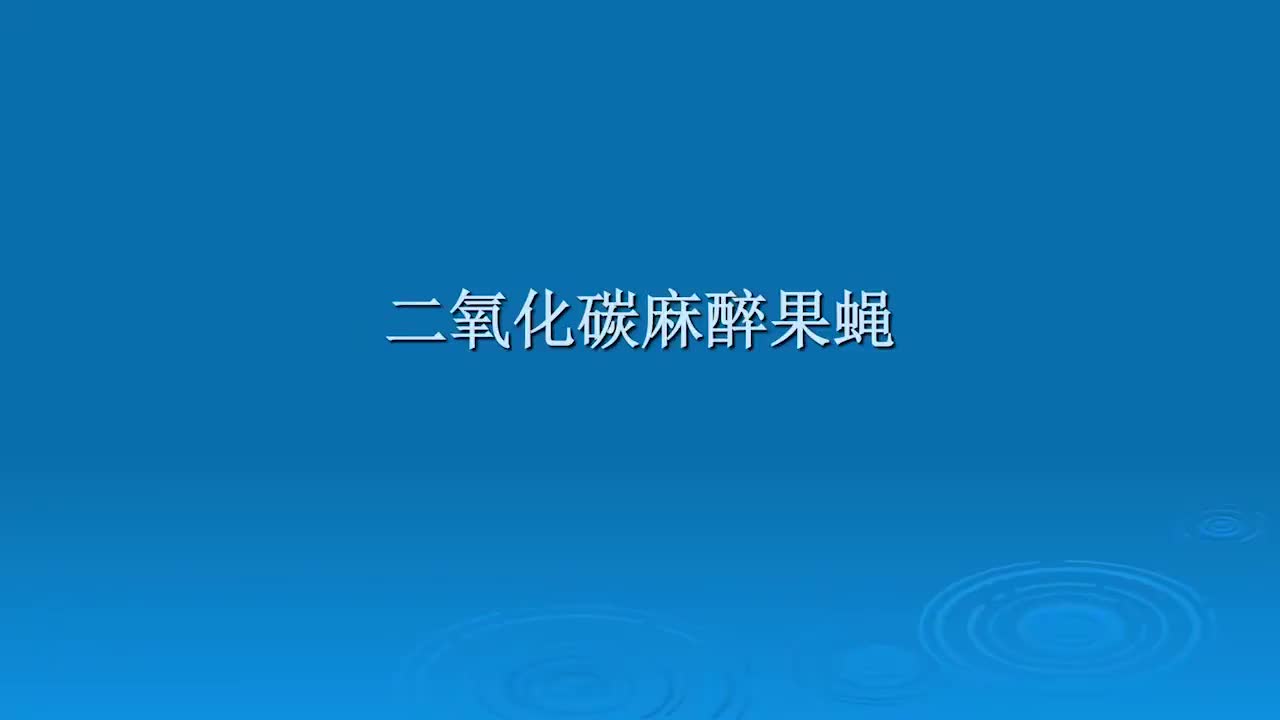4.3.1-使用二氧化碳气体装置麻醉果蝇