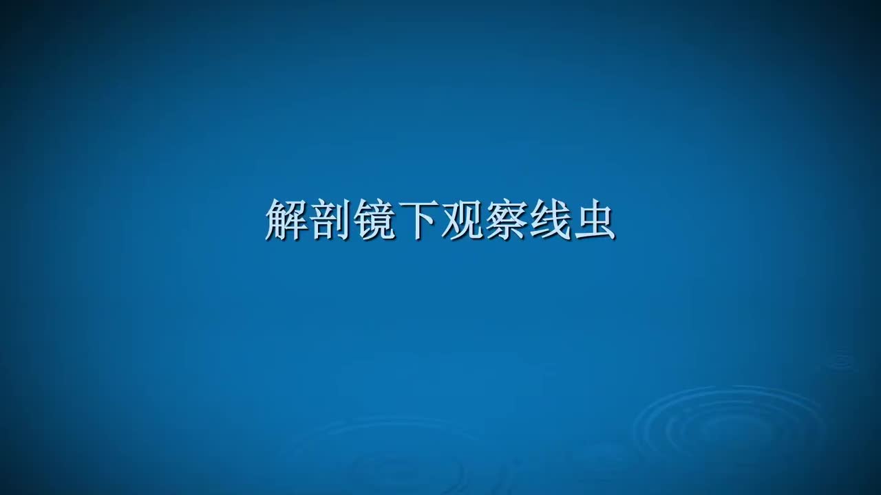 1.3.1-线虫的形态观察和雌雄识别