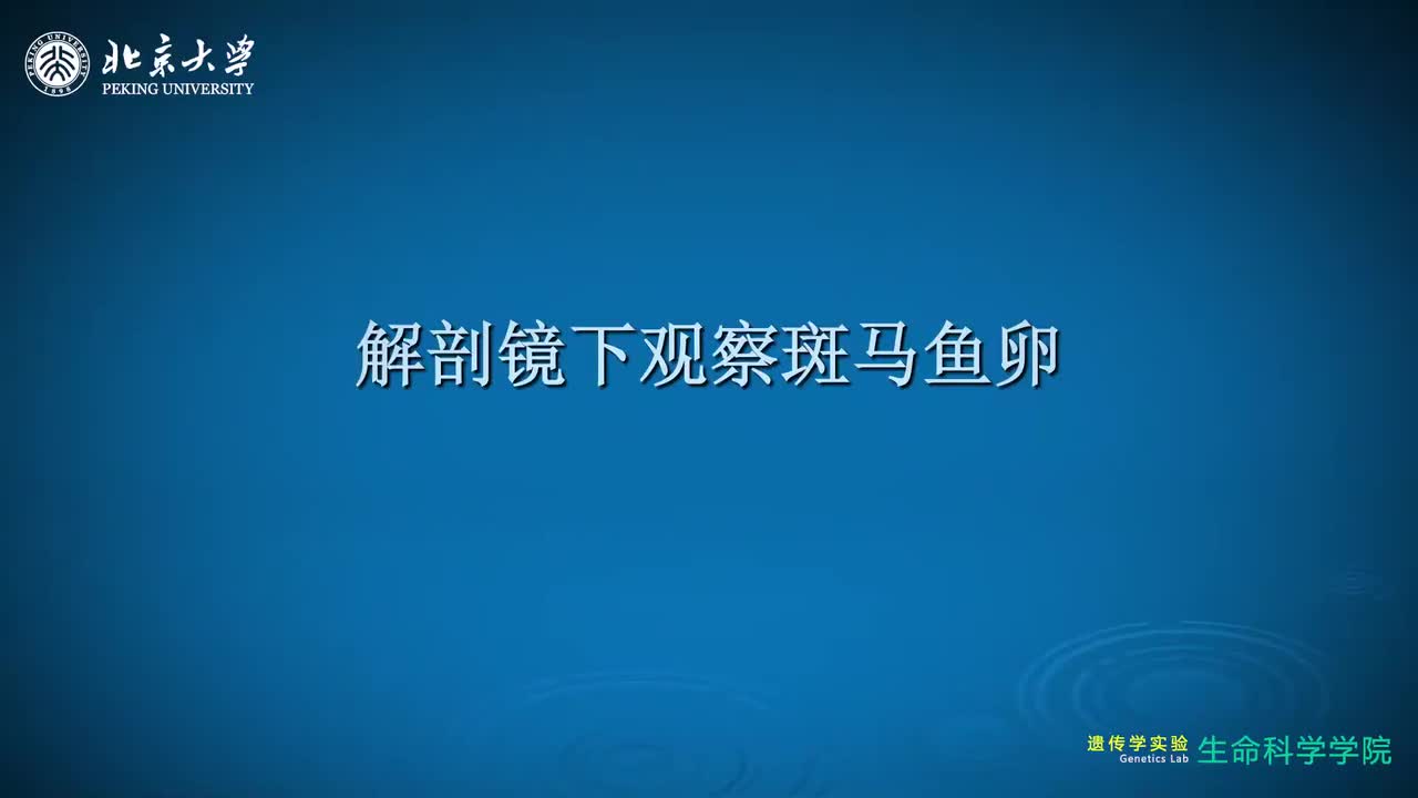 1.6.1-斑马鱼卵的形态观察