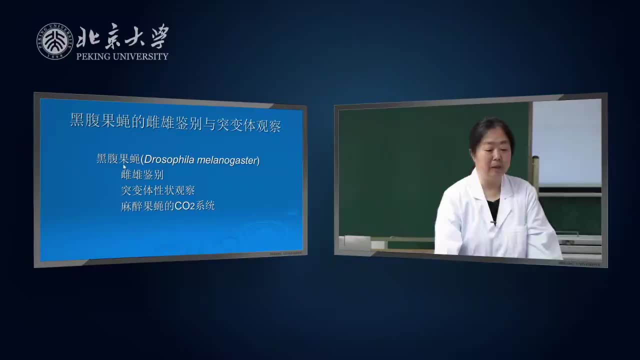 4.1.1-实验理论：果蝇的雌雄鉴别和突变体观察-1