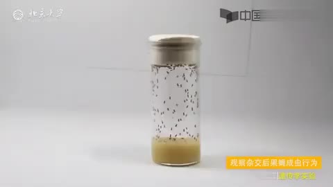 5.4.1-果蝇生活史观察(1)（成虫产卵到幼虫的过程）