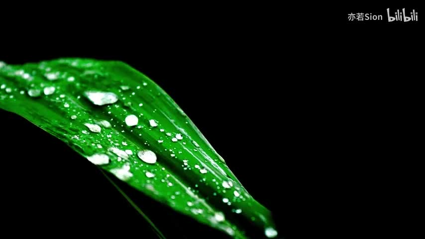 26. 植物的呼吸作用