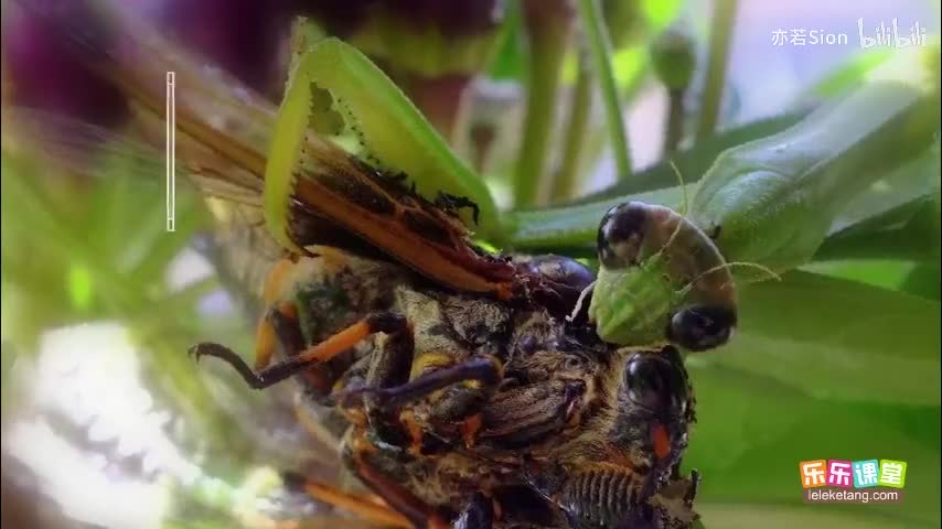 09. 食物链和食物网