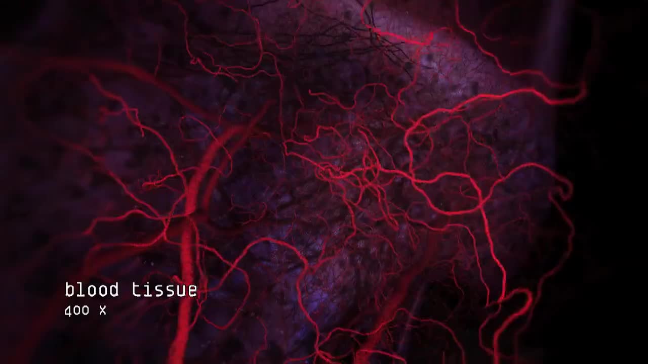 空洞的音乐视频 20-Hollow music video by Björk + Drew Berry (wehi.tv), 2010