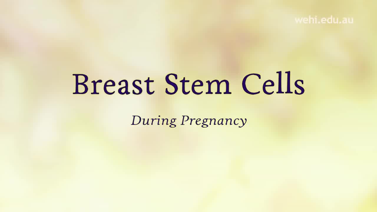 乳腺干细胞旁白版 68-Breast Stem Cells NARRATED VERSION