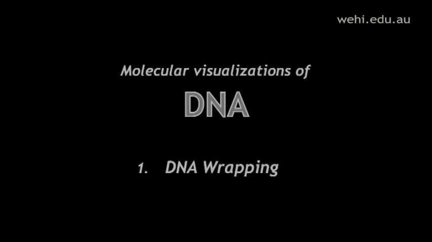 DNA的分子可视化 29-Molecular Visualizations of DNA (2003) Drew Berry wehi.tv