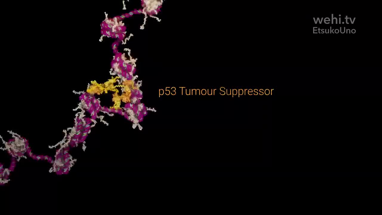 肿瘤抑制基因 13-p53 Tumour Suppressor (2016) by Etsuko Uno wehi.tv