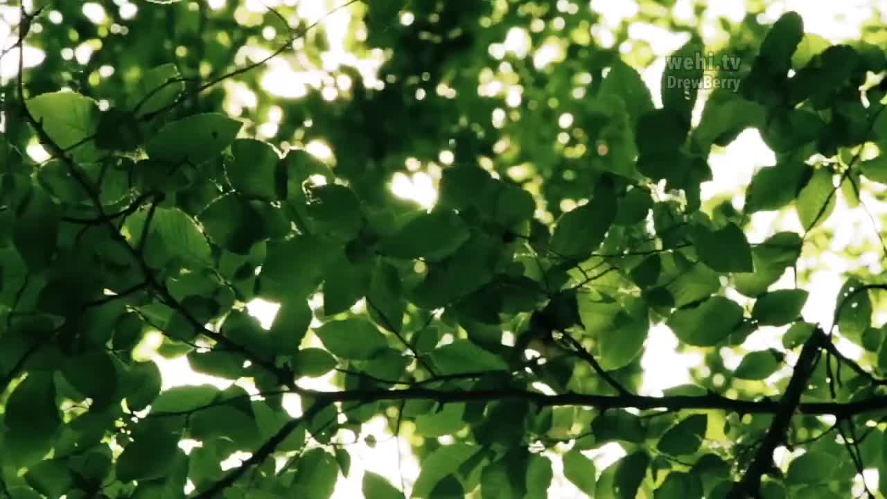 光合作用 61-Photosynthesis