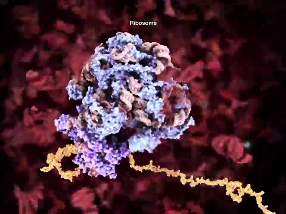 核糖体 46-Ribosome
