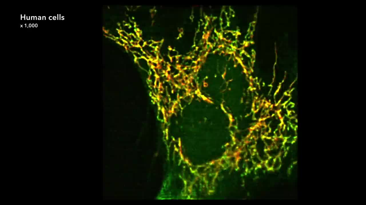 三羧酸循环 9-Citric Acid Cycle (2020) by Drew Berry wehi.tv – #TCA #Krebs