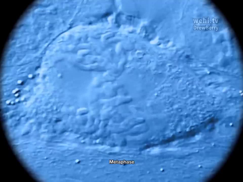 着丝粒和有丝分裂 47-Kinetochore and Mitosis