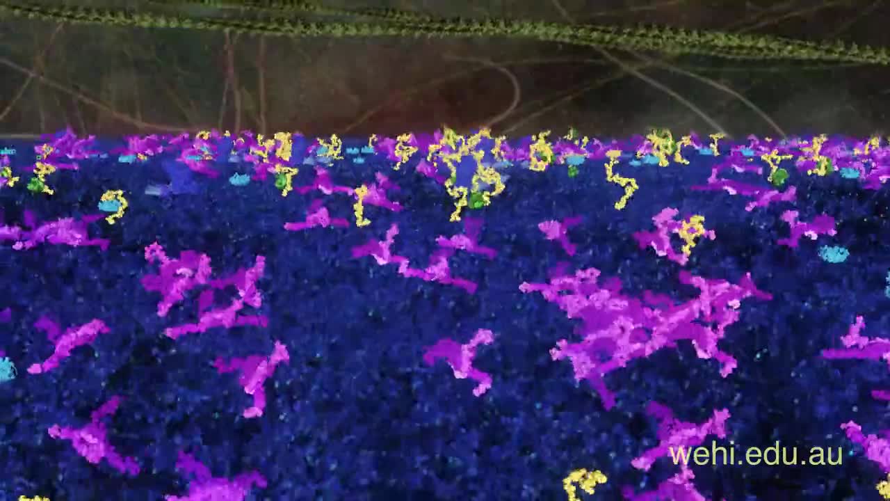 细胞死亡，在线粒体中形成孔 67-Cell death a pore forms in a mitochondrion