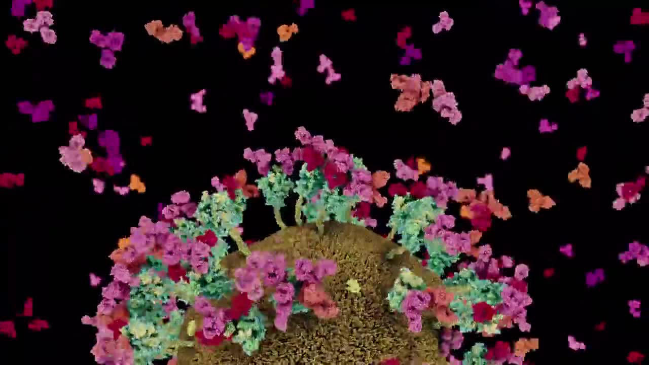 抗体鸡尾酒vs COVID-19 15-Antibody cocktail vs COVID-19 (2020) Drew Berry wehi.tv