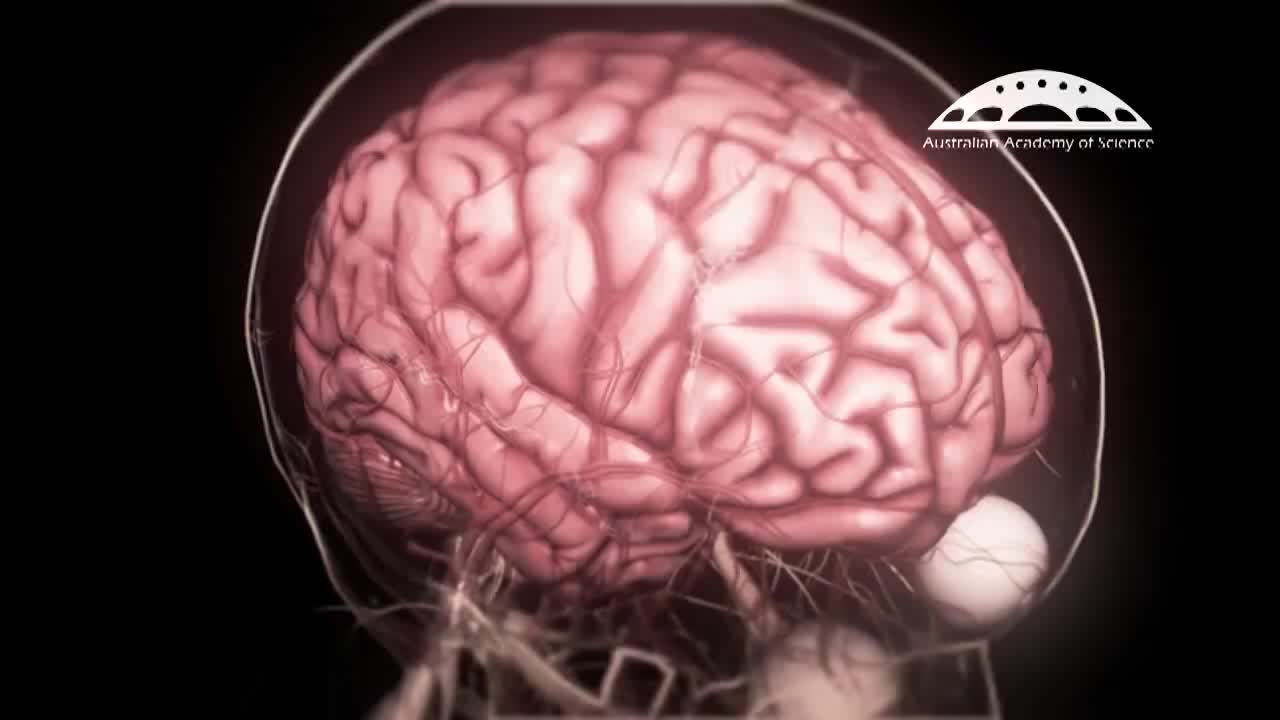 澳大利亚的智慧大脑研究 41-Inspiring Smarter Brain Research in Australia - Animation