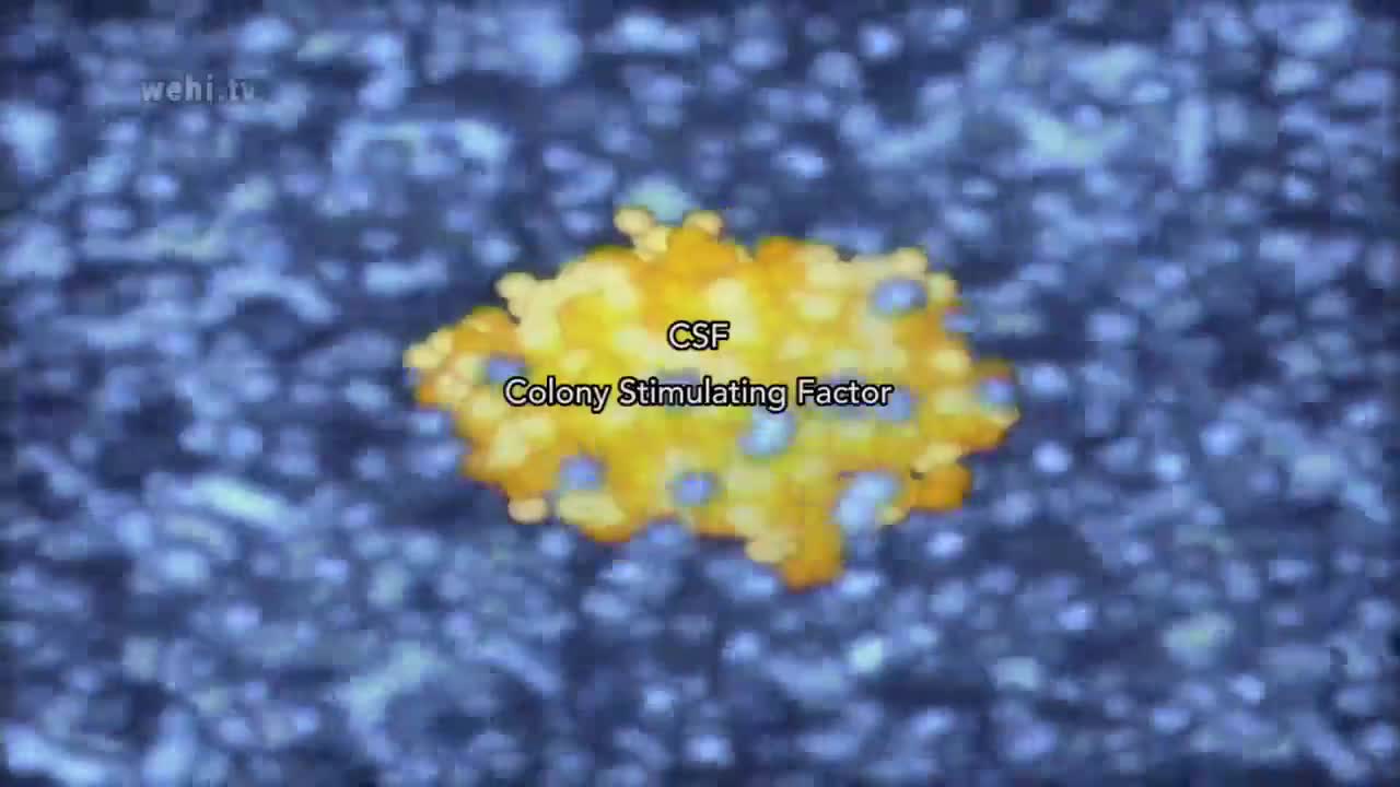 集落刺激因子-无叙述 63-Colony Stimulating Factor – no narration