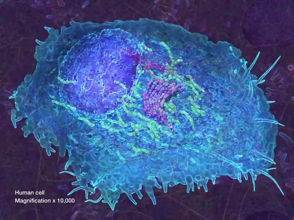 细胞器9：核糖体 57-Cell Organelles 9 Ribosomes