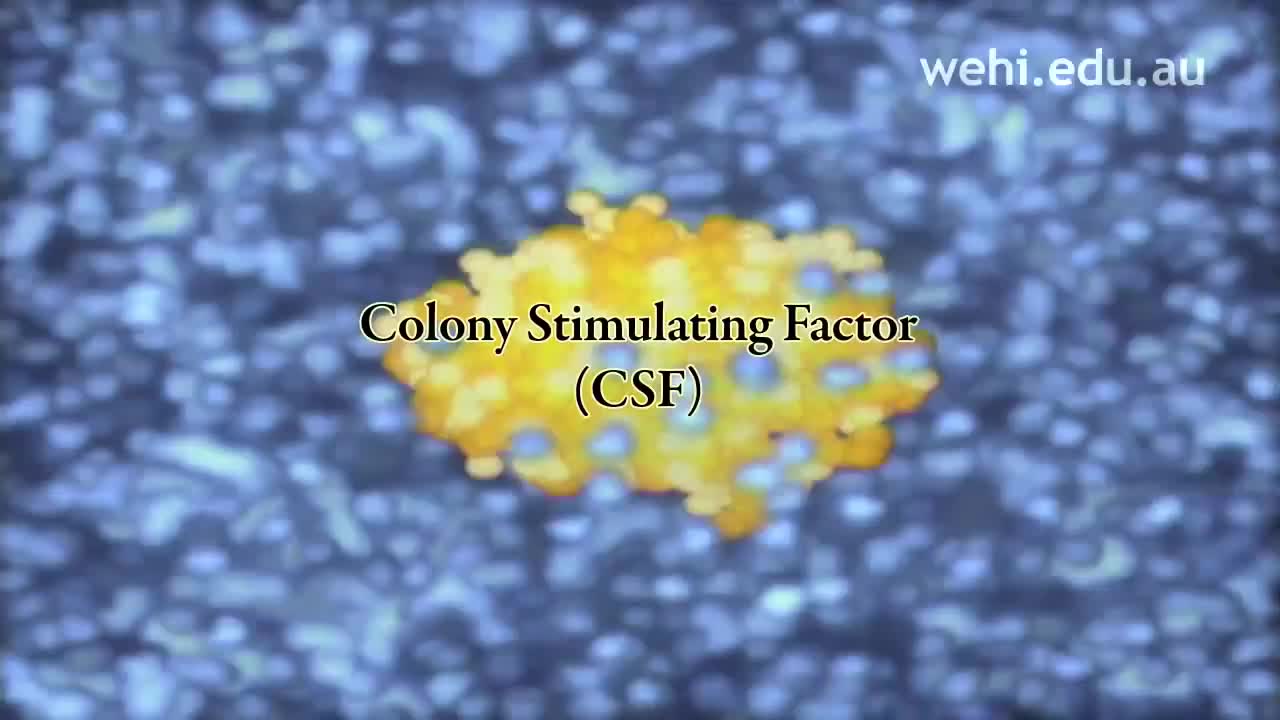 集落刺激因子 70-Colony Stimulating Factor