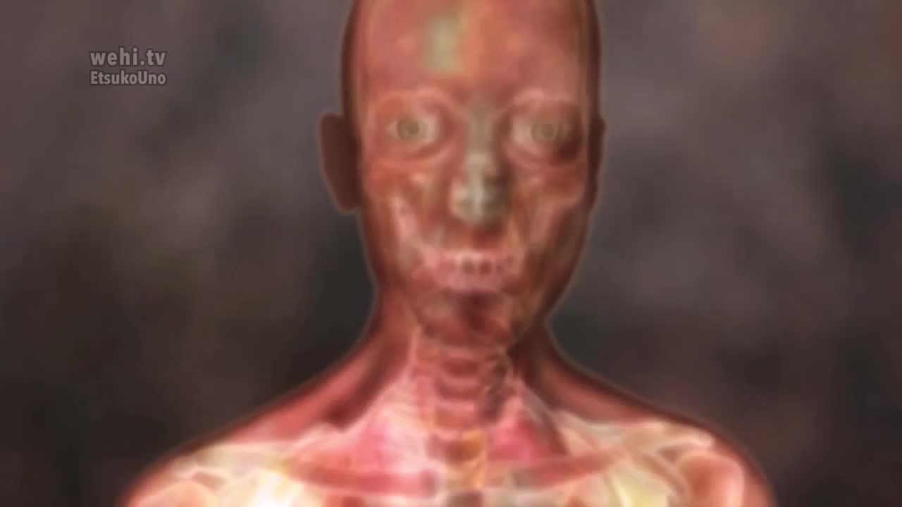 克隆选择理论-无叙述 62-Clonal Selection Theory – no narration