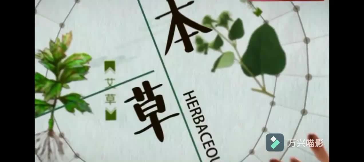 黄庭骄阳-宫调阳(脾属土)
