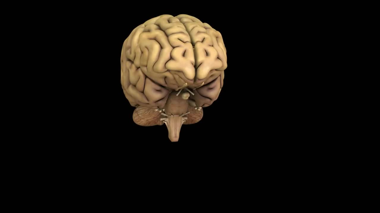 Physics Simulations and Simulating the Human Brain