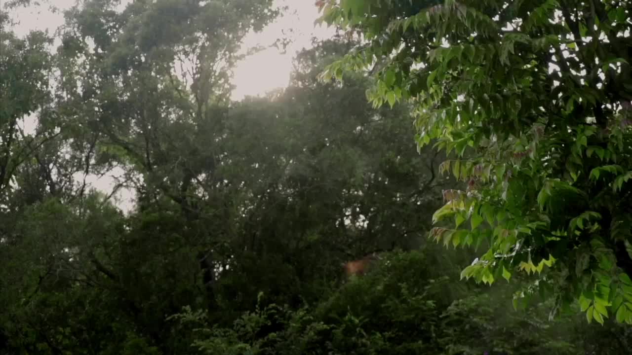 校园小清新薇薇安奶茶