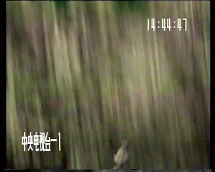 西游记11智激美猴王_batch