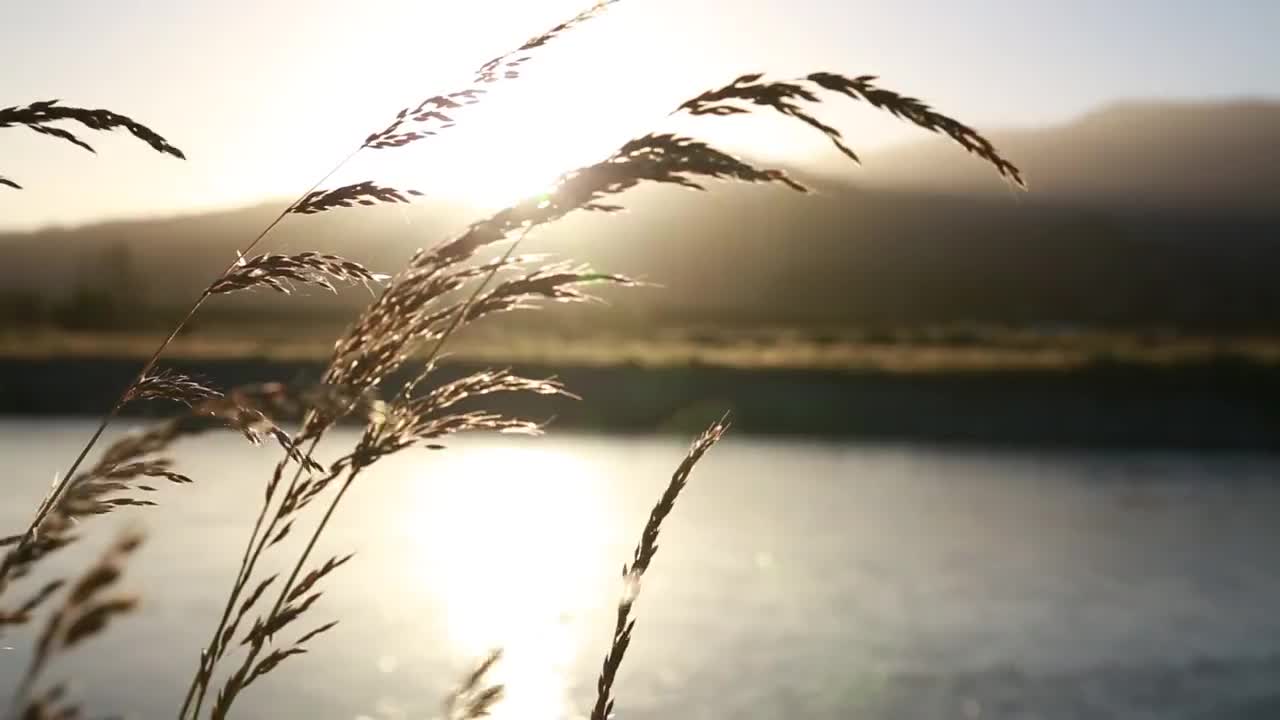 Pexels Videos 2480792