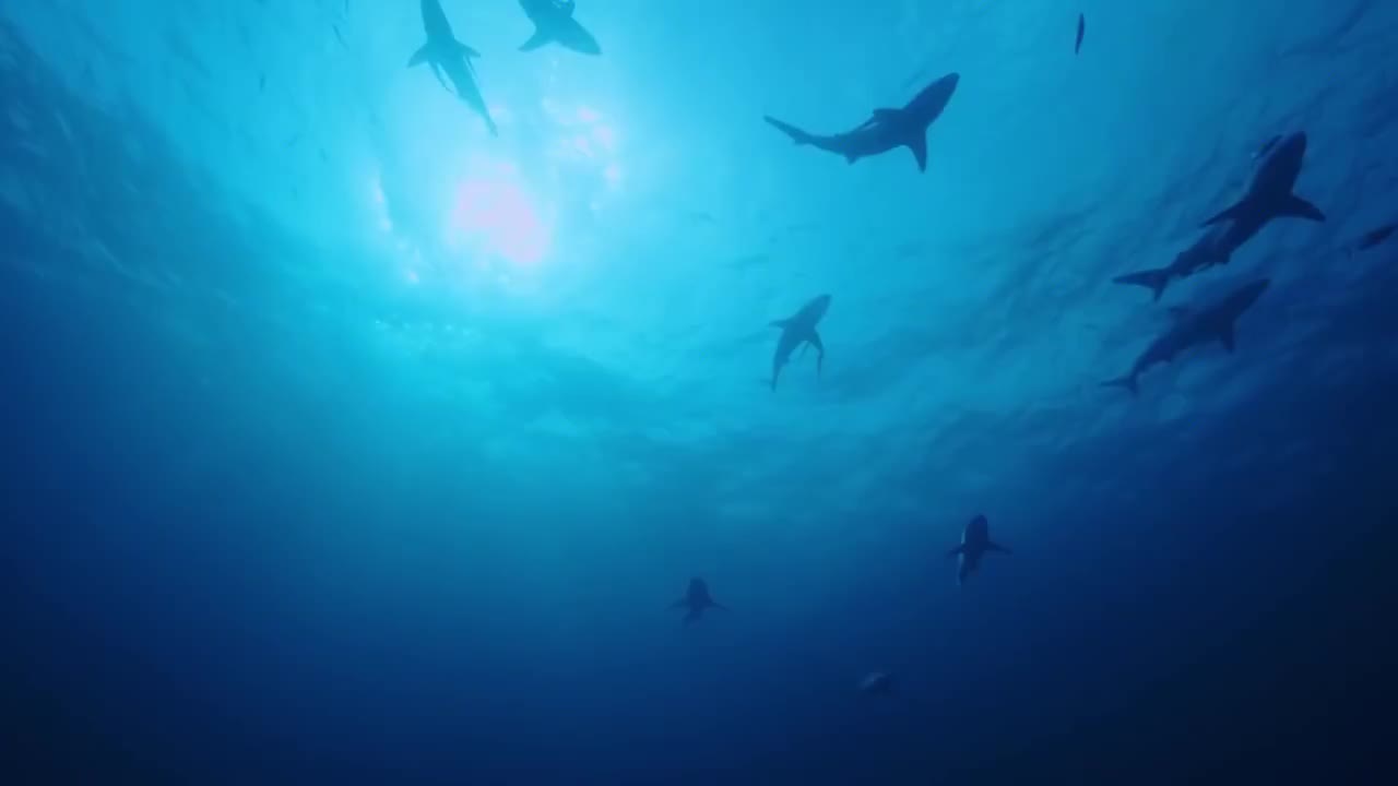 重温《蓝色星球》 第1集 鲨鱼的故事 [1080P]