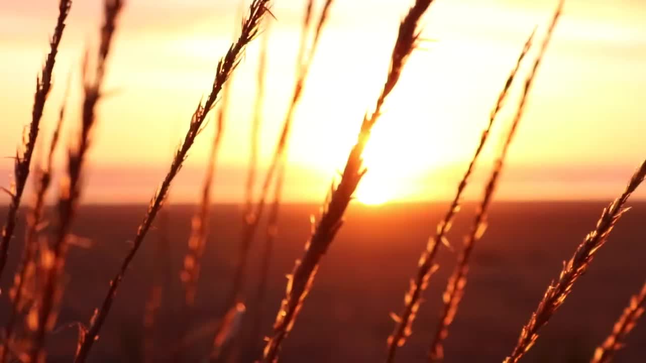 Pexels Videos 2097414