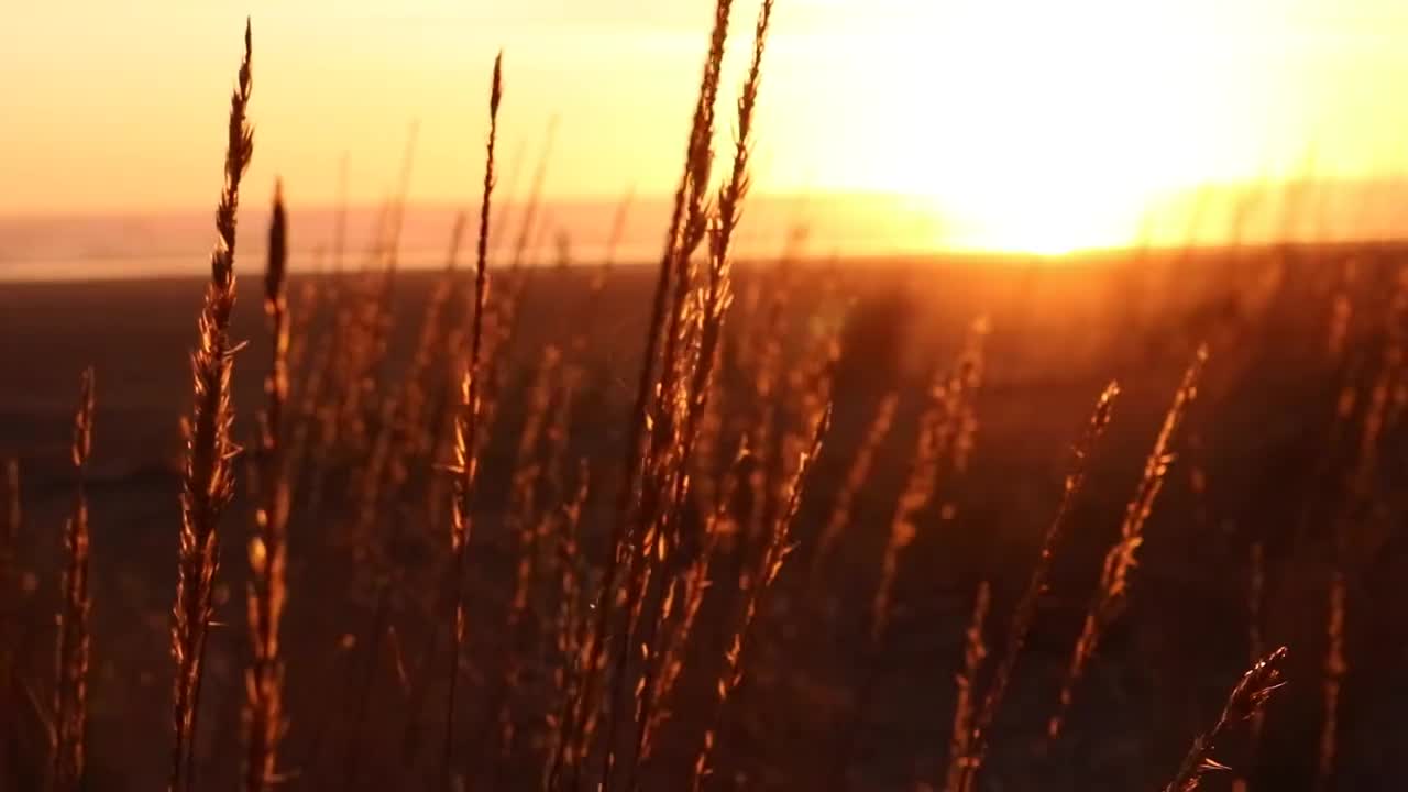 Pexels Videos 2097416