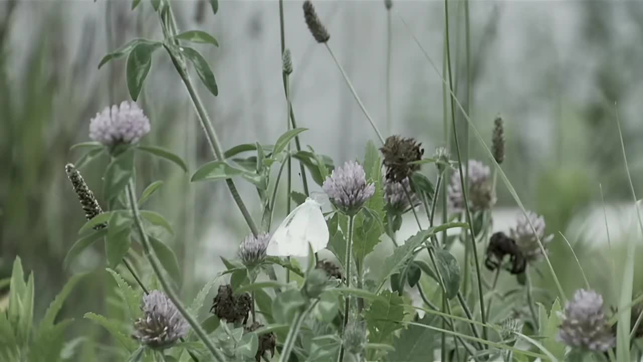 有心論 2006.07.26