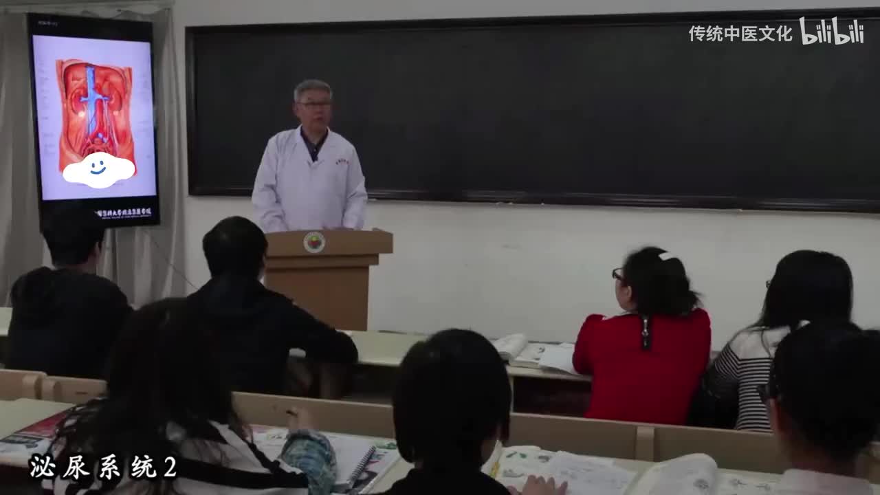 29-解刨学-泌尿系统2