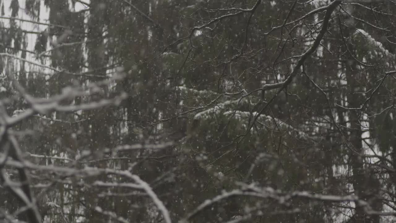 冬季系列素材（9）