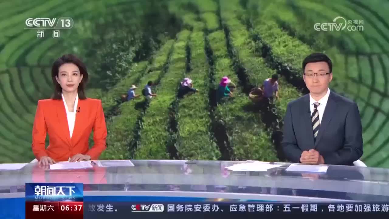 茶产业一线观察 科技赋能 茶产业转型升级