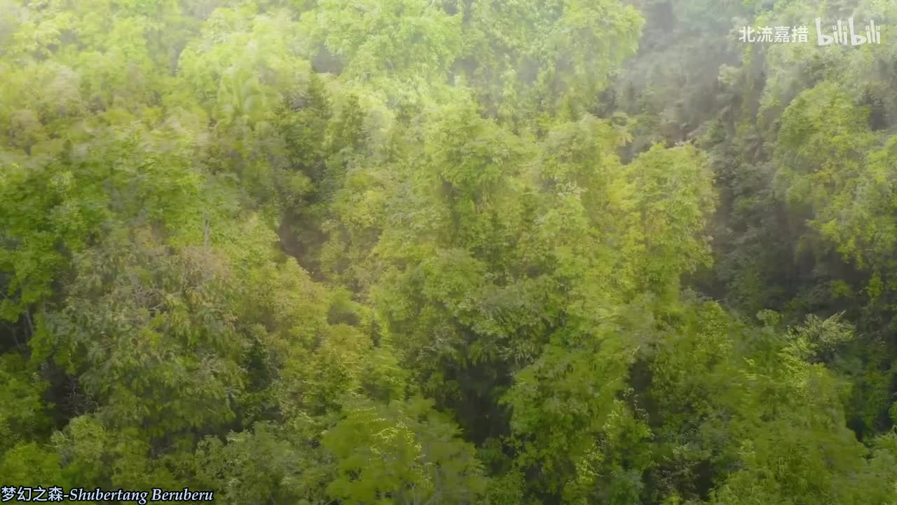 160.梦幻之森-Shubertang Beruberu