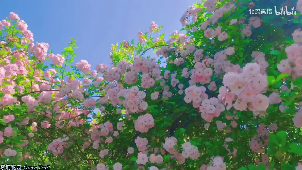 052.莎莉花园-Green Trail