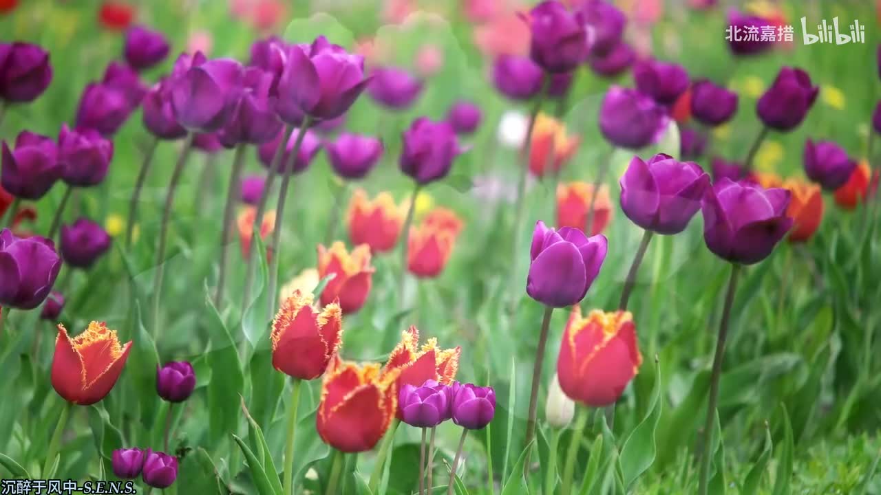 018.沉醉于风中-S.E.N.S.