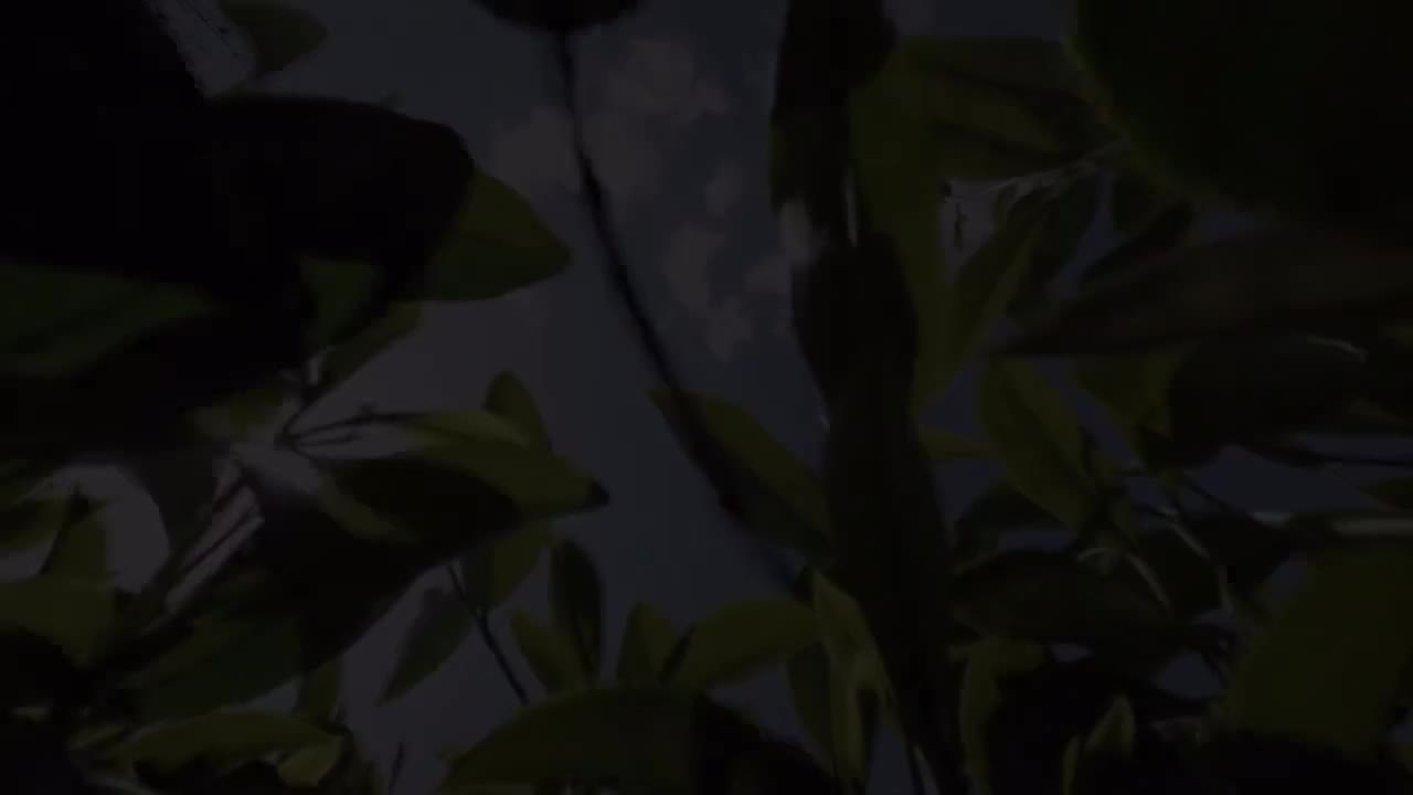 第8集：武夷岩茶 刘国英