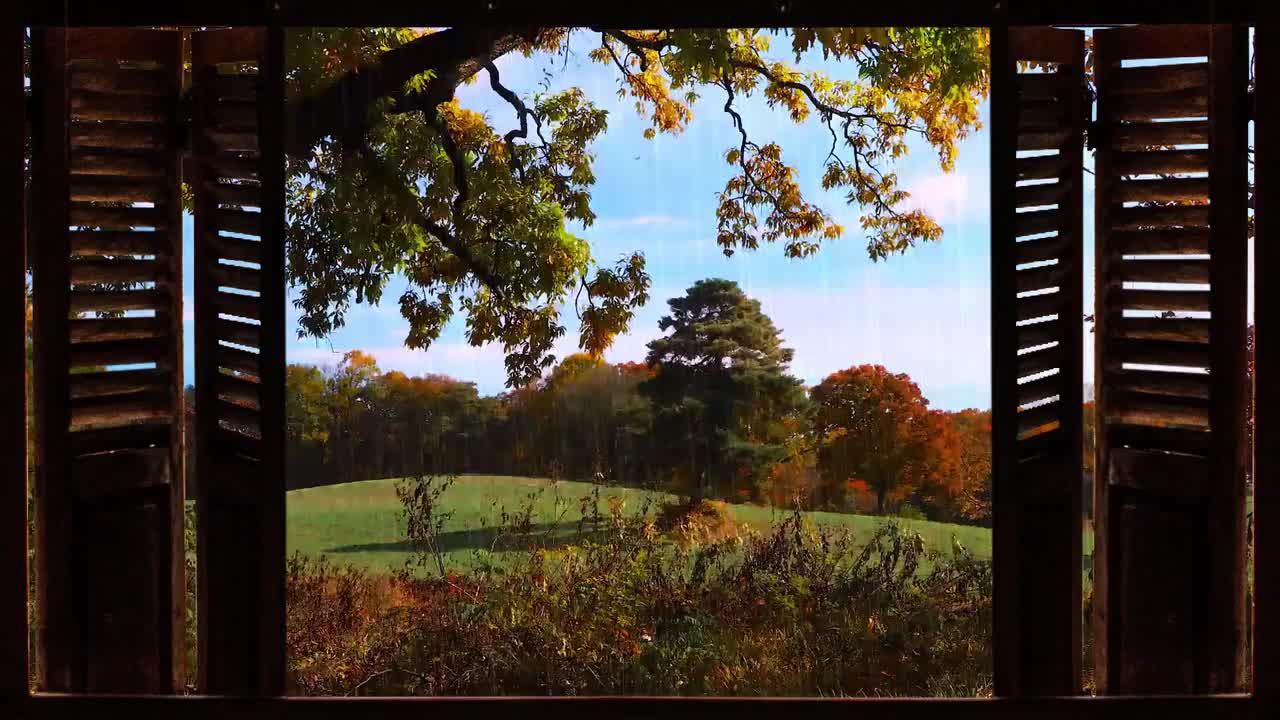 秋日雨森-Rainy Autumn