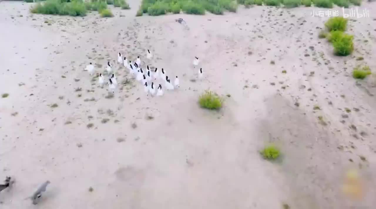 72. 一口气看完现象级古装剧《楚乔传》