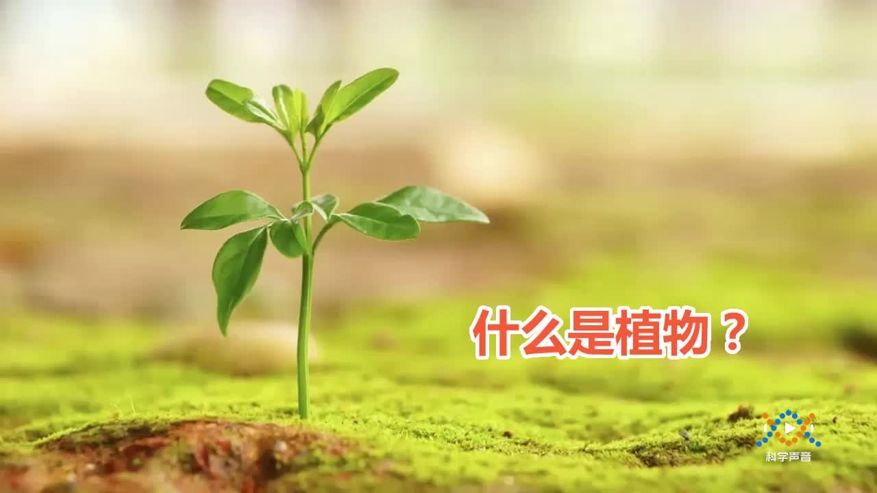 (01)1-1什么是植物
