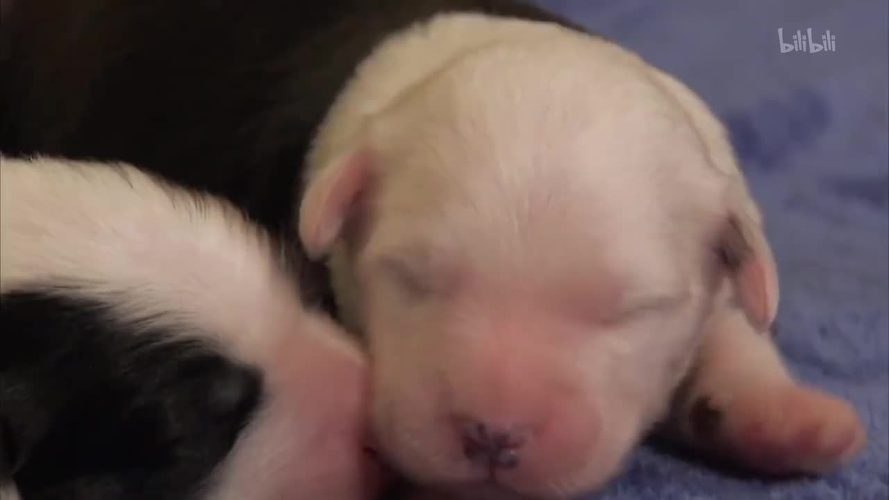 14_《萌宠成长记 第三季》第14集 小小狮子_高清 1080P