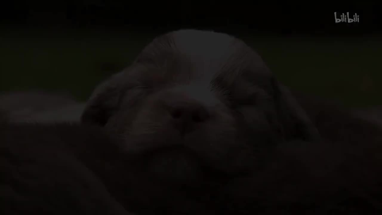 17_《萌宠成长记 第三季》第17集 小狗成长篇_高清 1080P